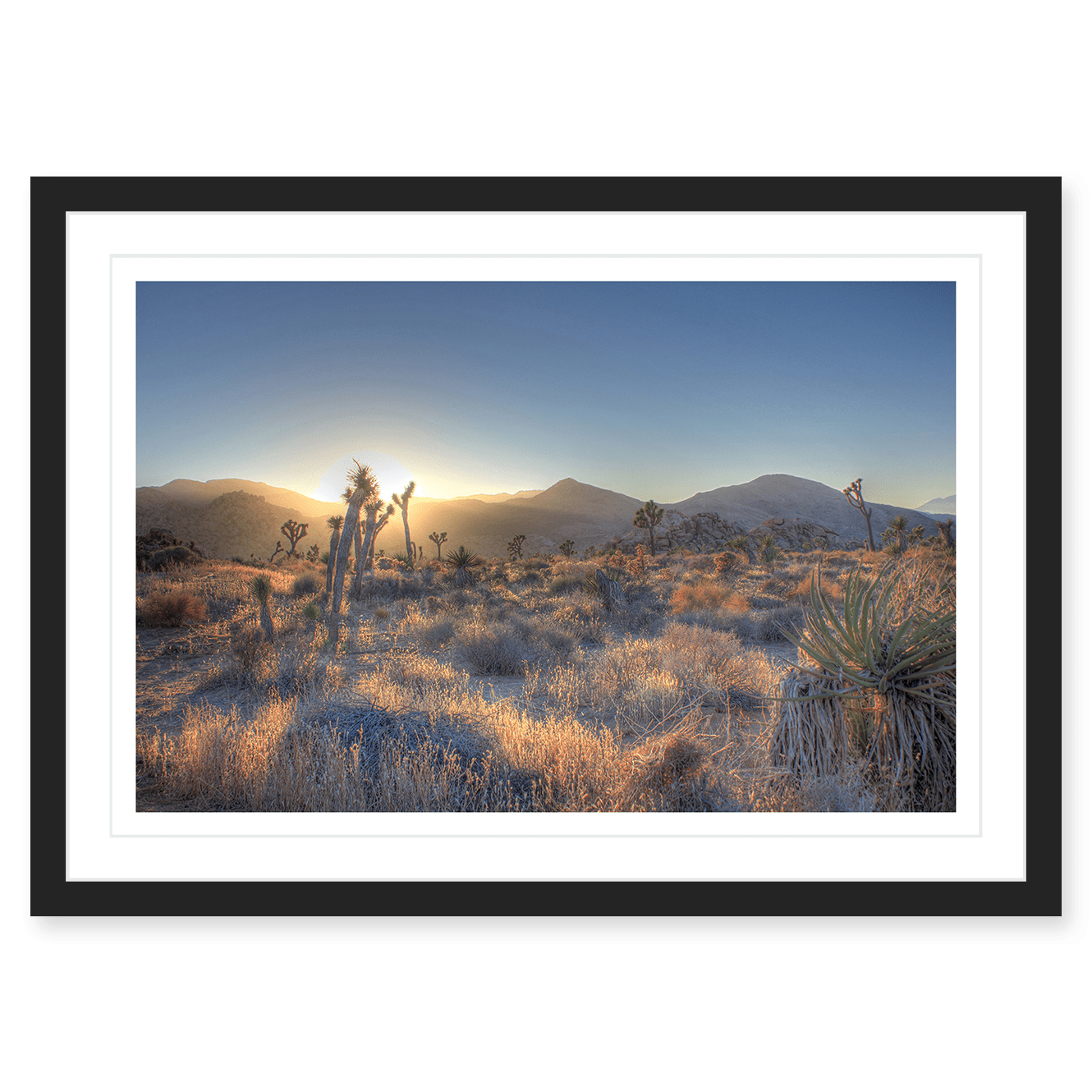 Joshua Tree Shimmer