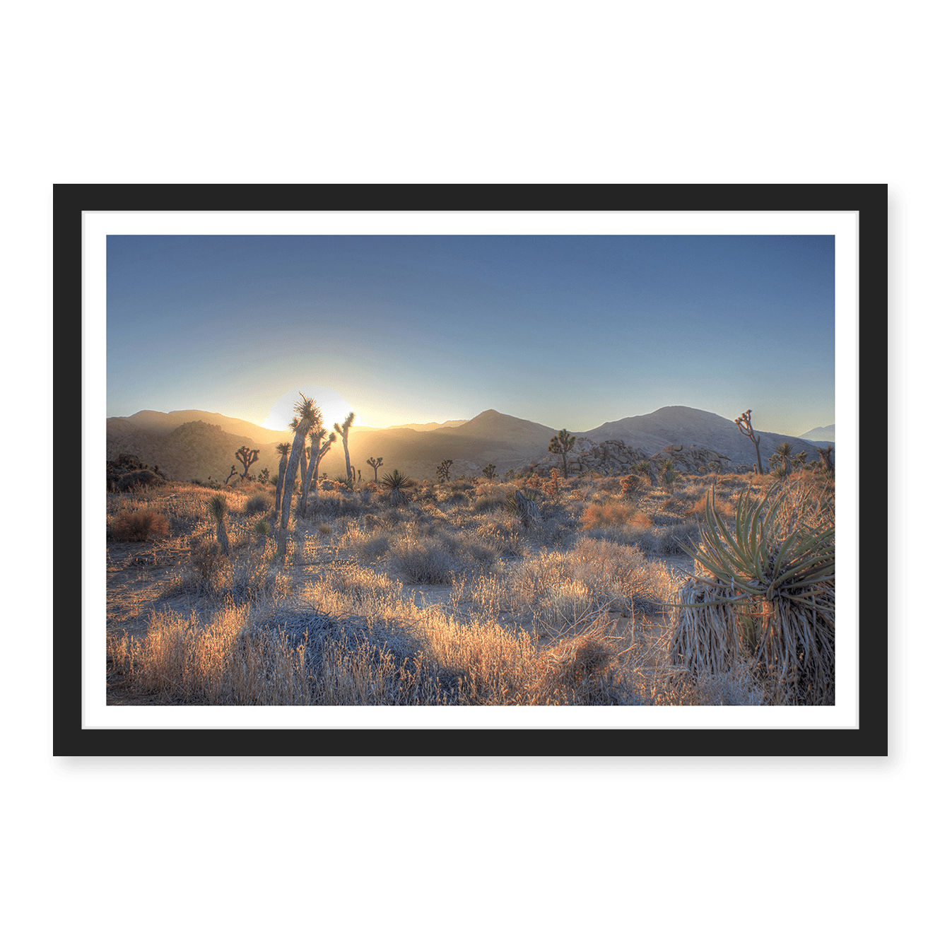 Joshua Tree Shimmer