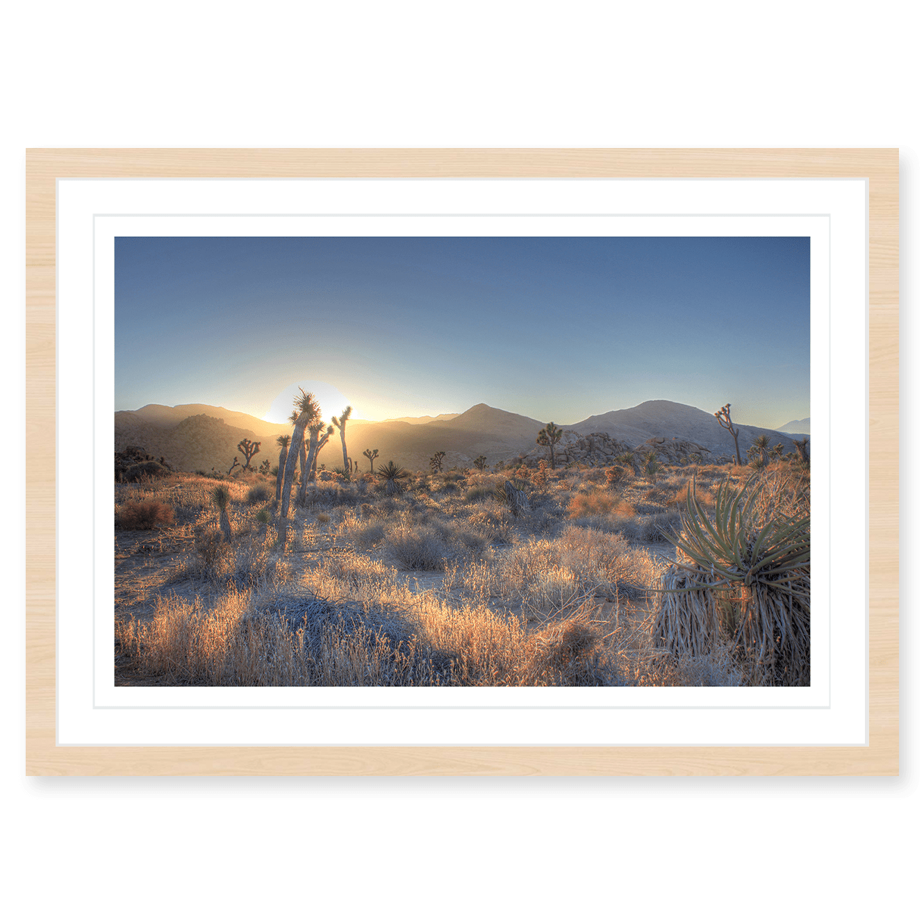 Joshua Tree Shimmer