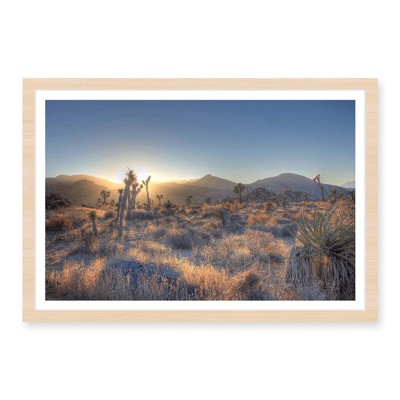 Joshua Tree Shimmer
