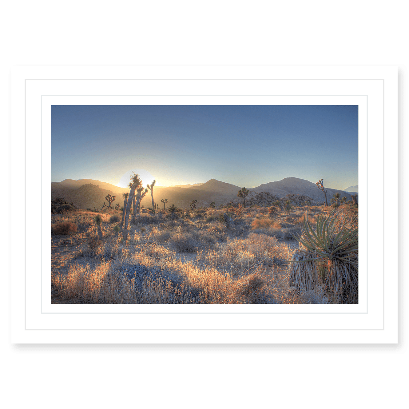 Joshua Tree Shimmer