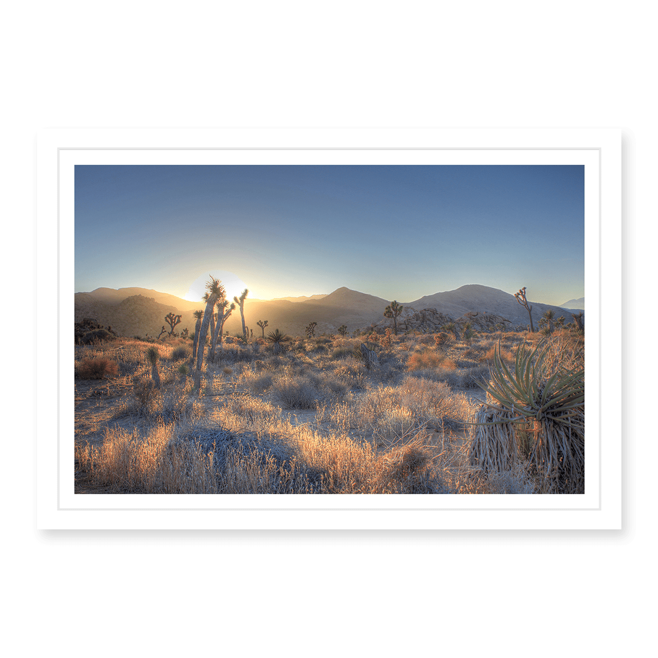 Joshua Tree Shimmer