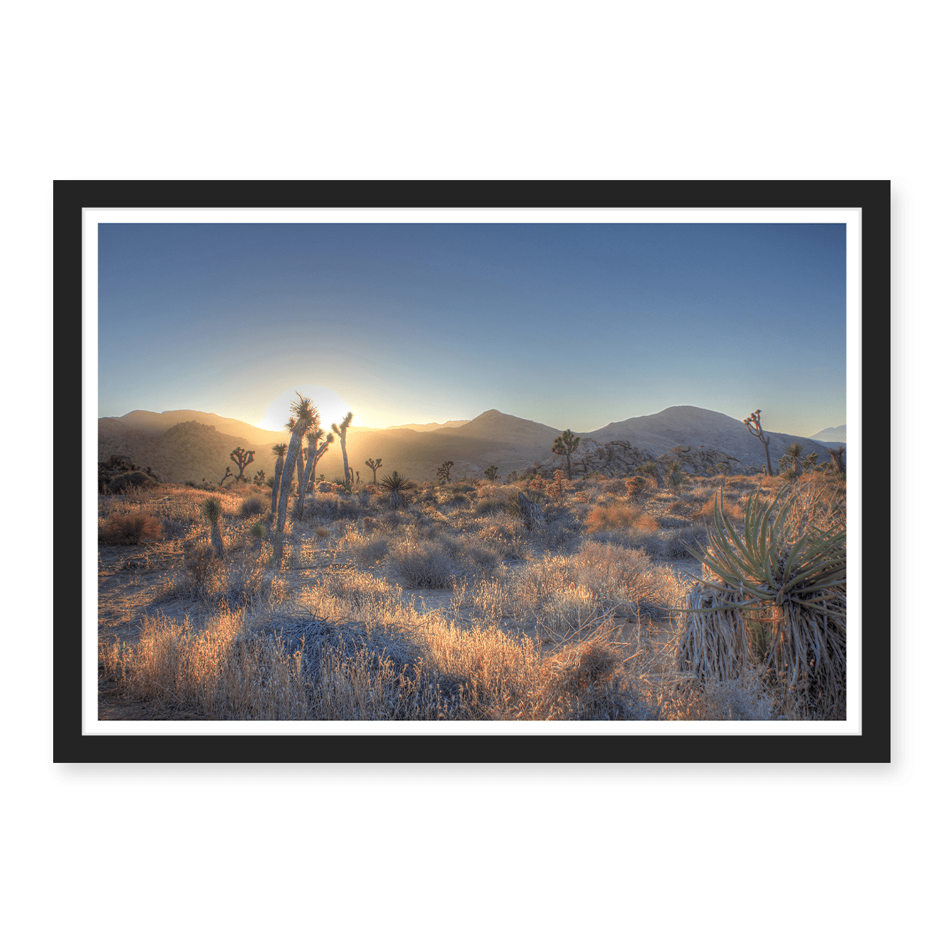 Joshua Tree Shimmer