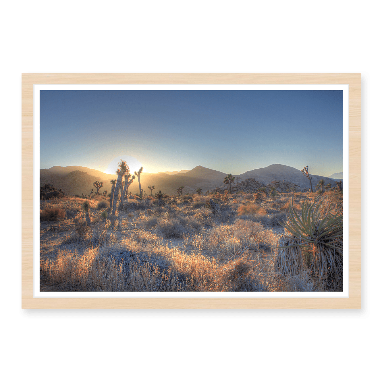 Joshua Tree Shimmer