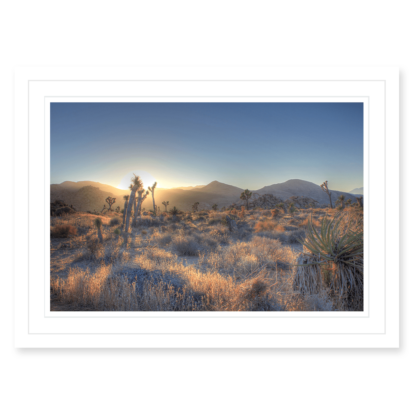 Joshua Tree Shimmer