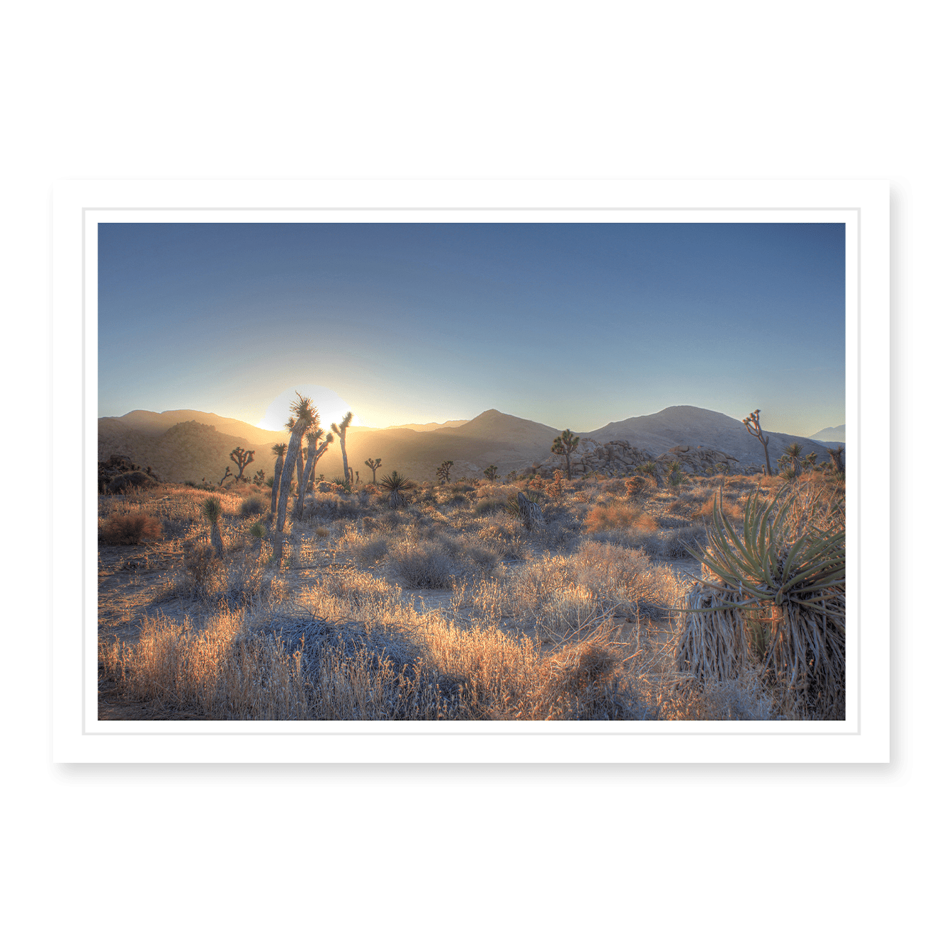 Joshua Tree Shimmer