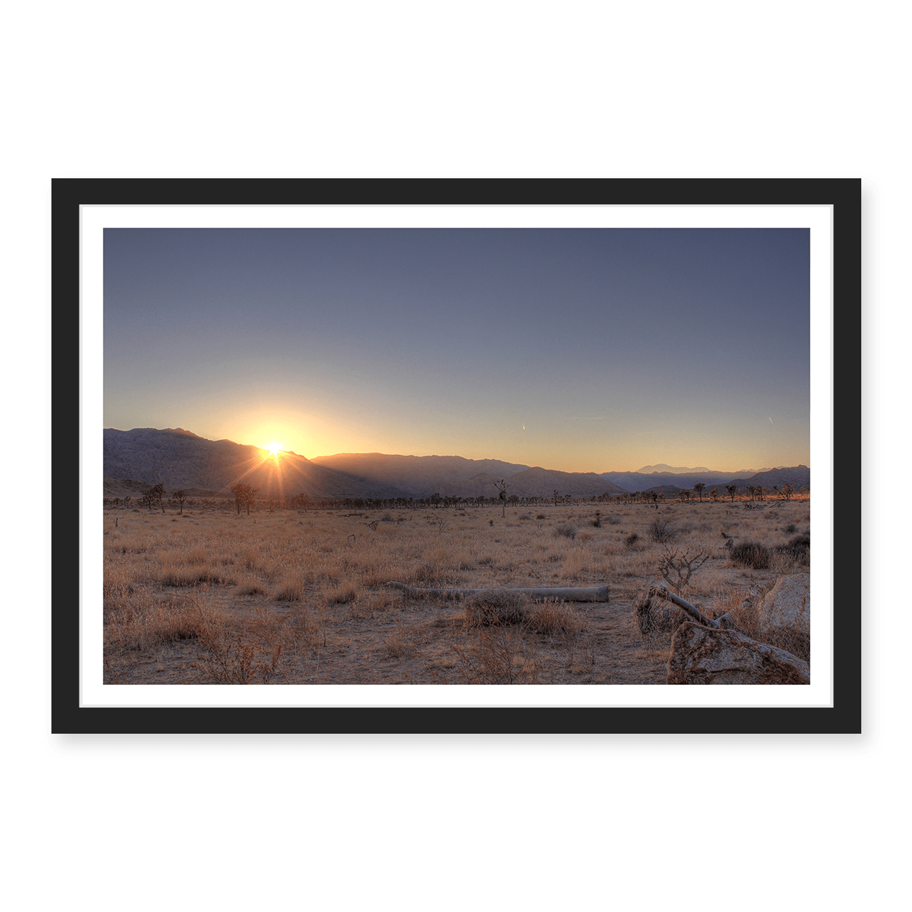 Joshua Tree Sunset
