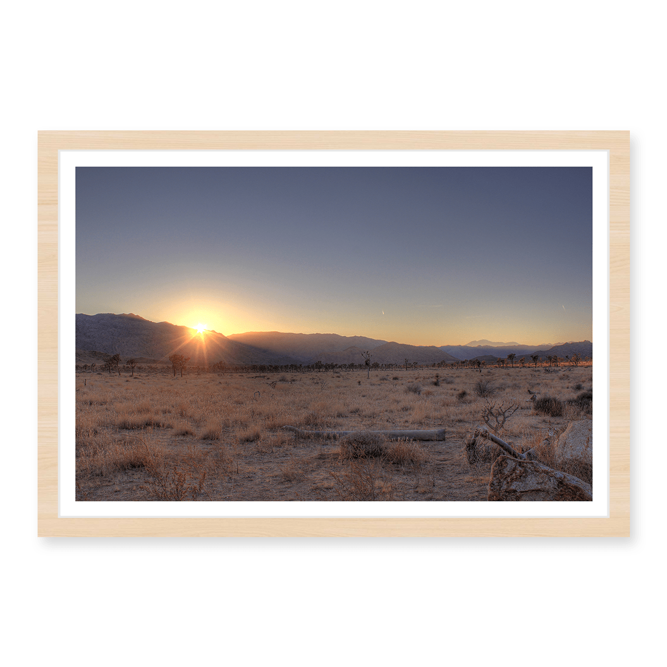 Joshua Tree Sunset