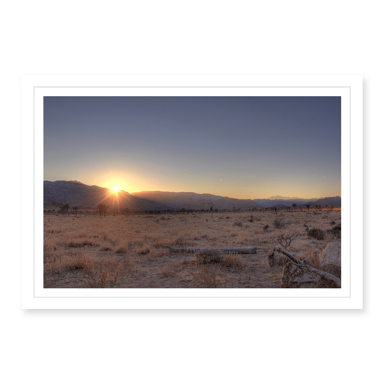 Joshua Tree Sunset