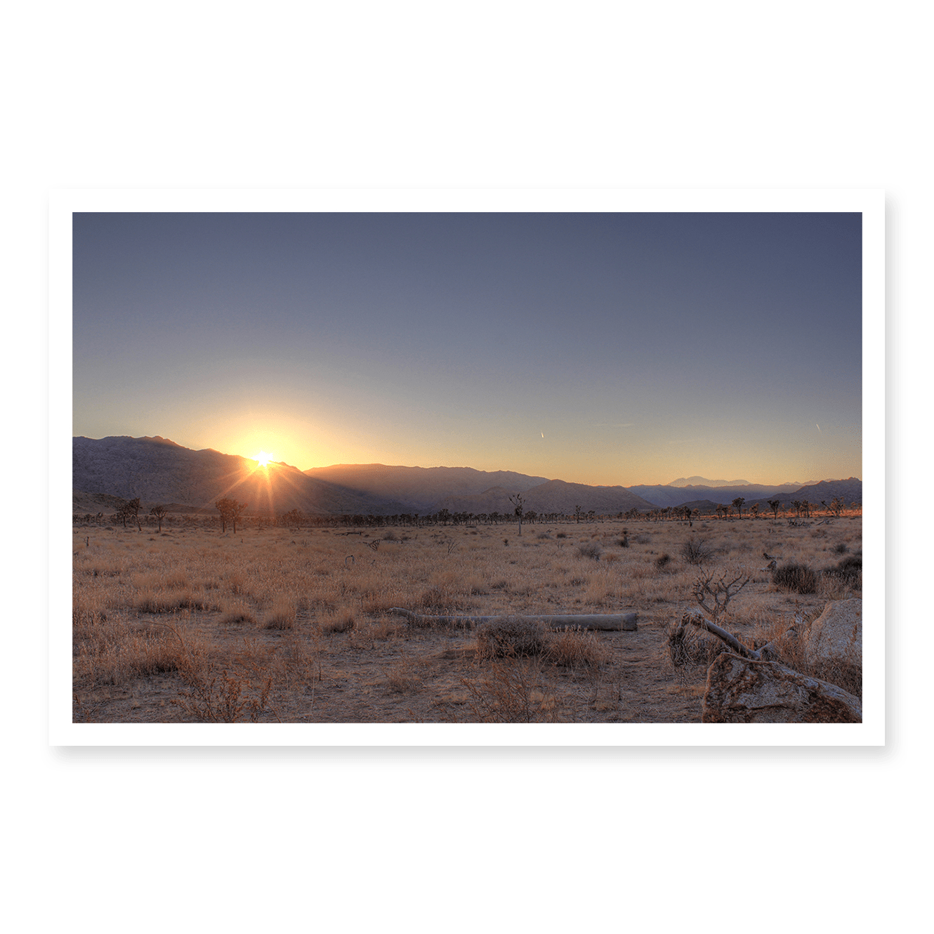 Joshua Tree Sunset