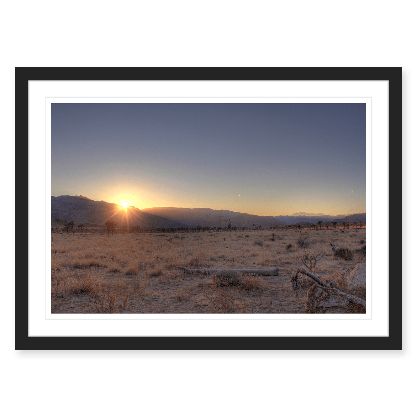 Joshua Tree Sunset