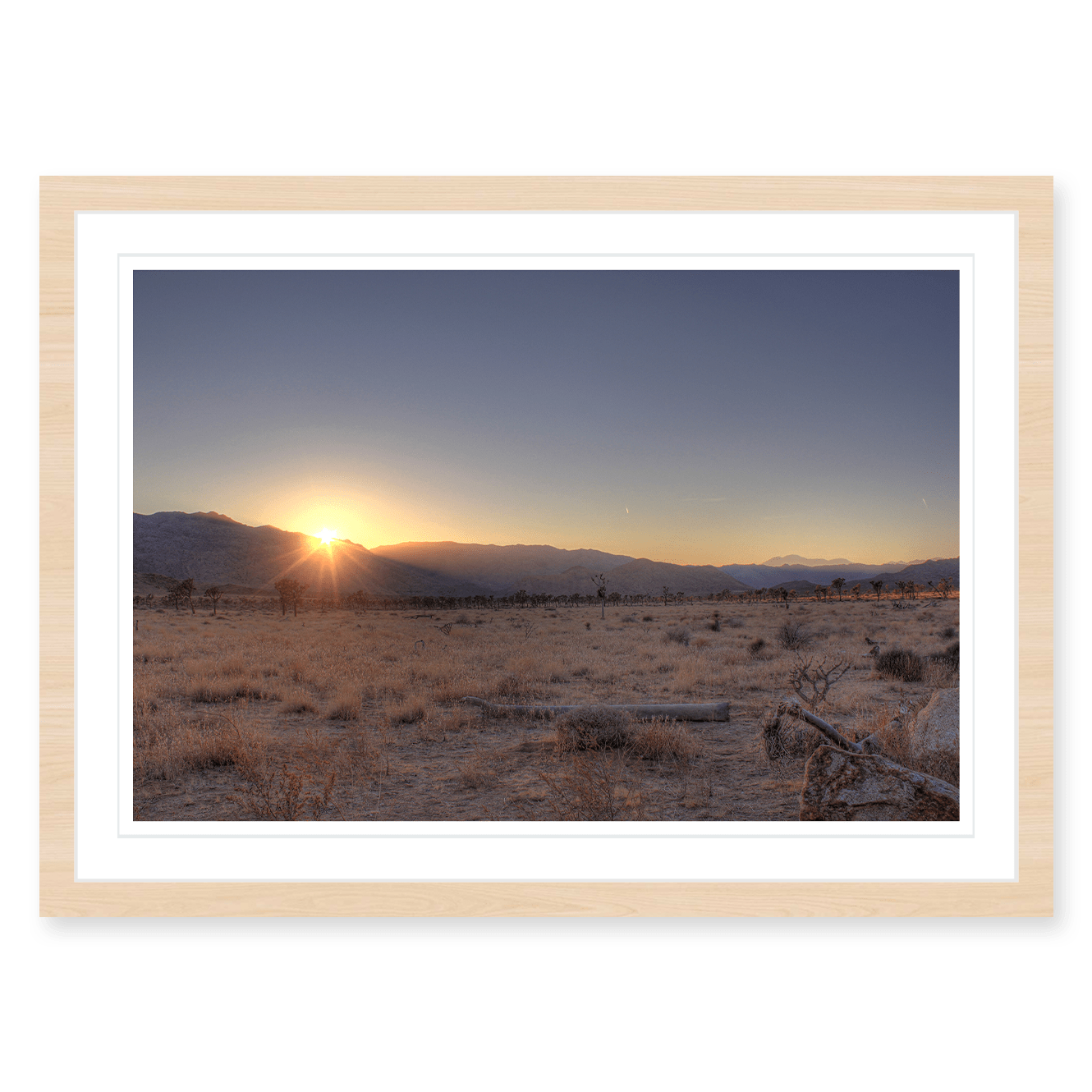 Joshua Tree Sunset