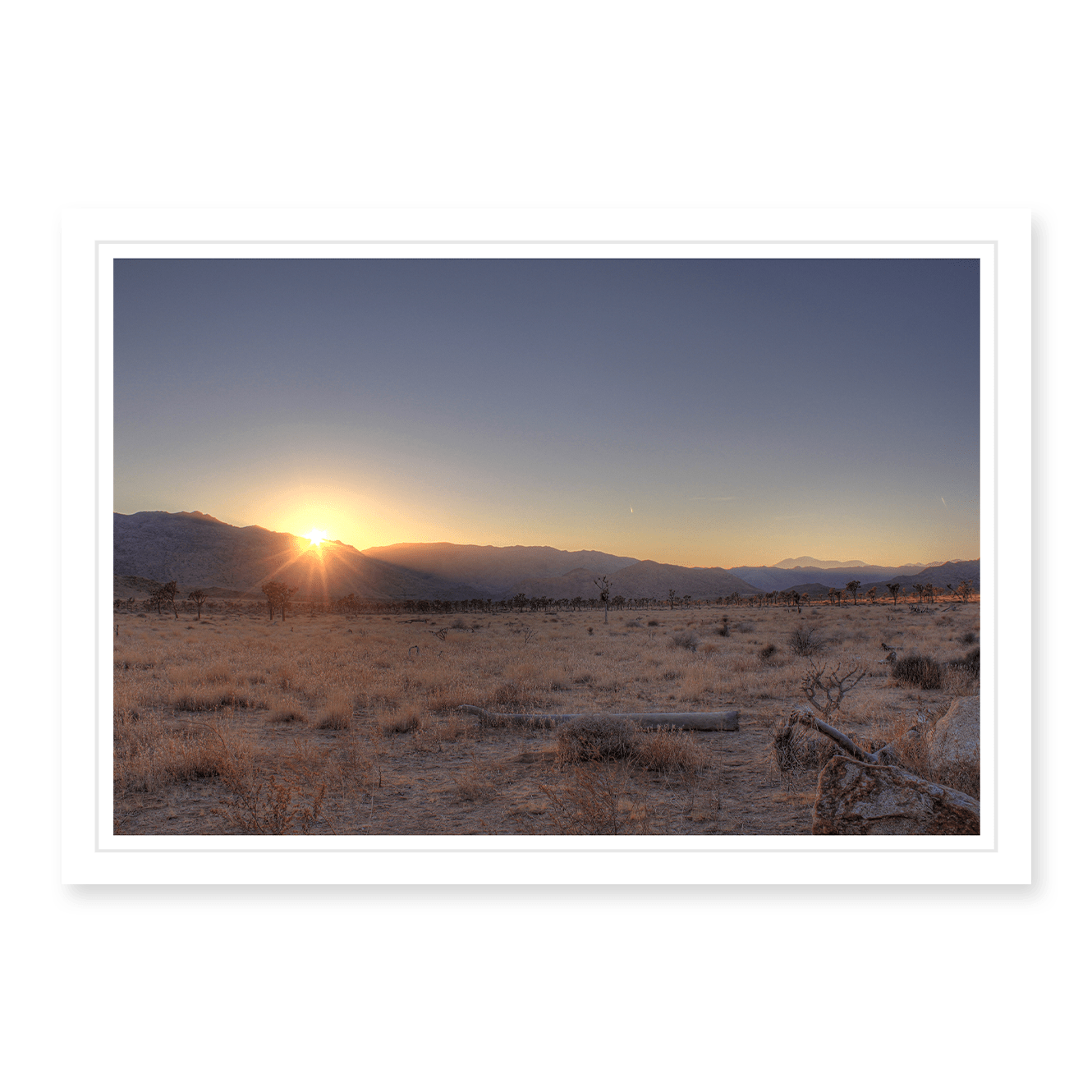Joshua Tree Sunset