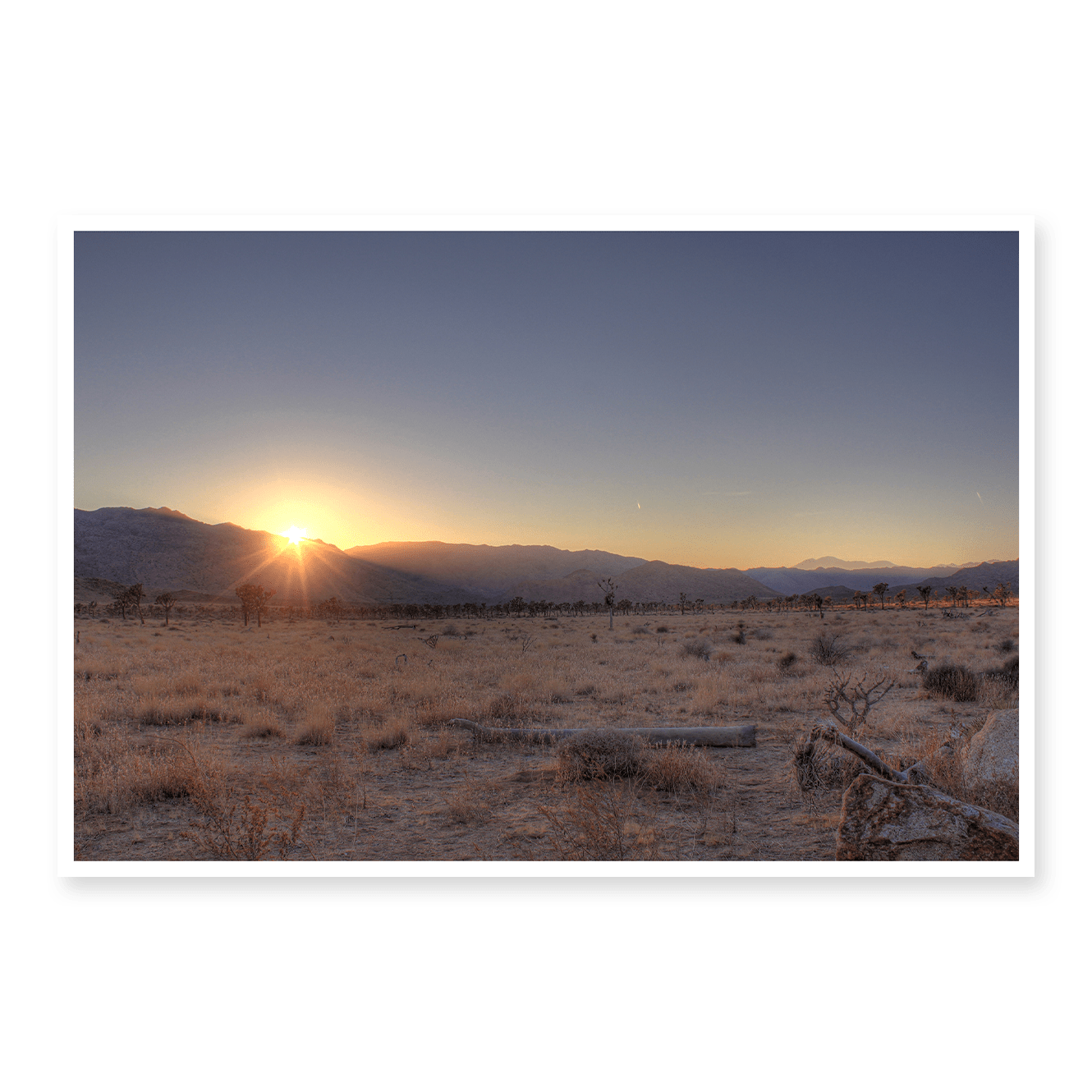 Joshua Tree Sunset