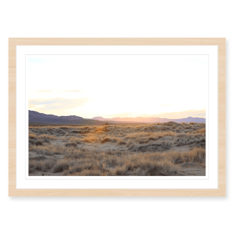 Mojave Grasses