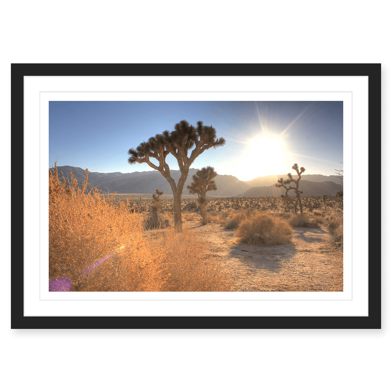 Joshua Tree Lense Flare