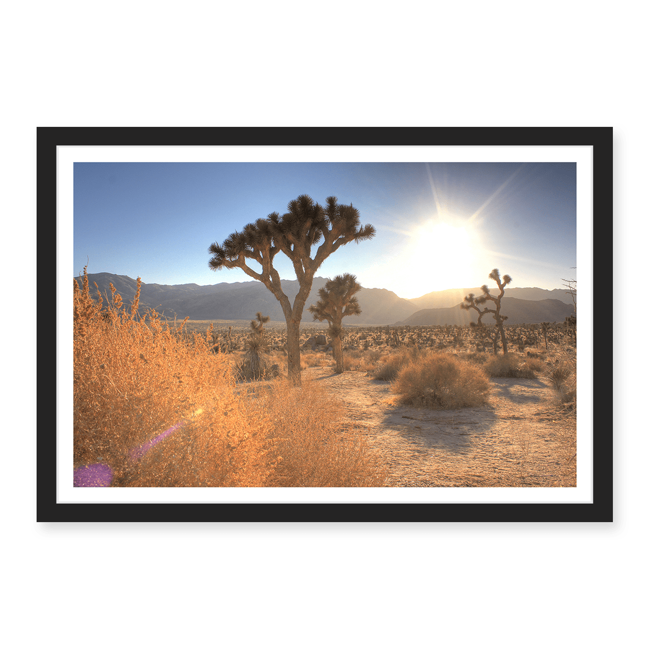 Joshua Tree Lense Flare