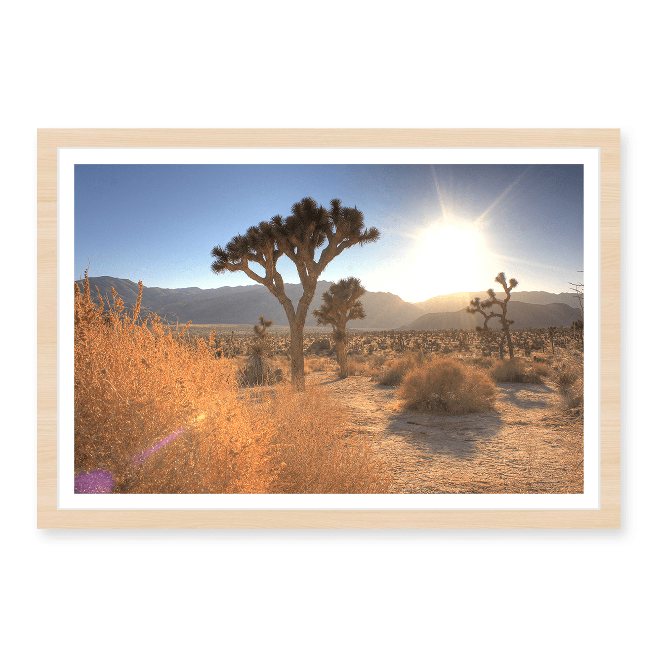 Joshua Tree Lense Flare