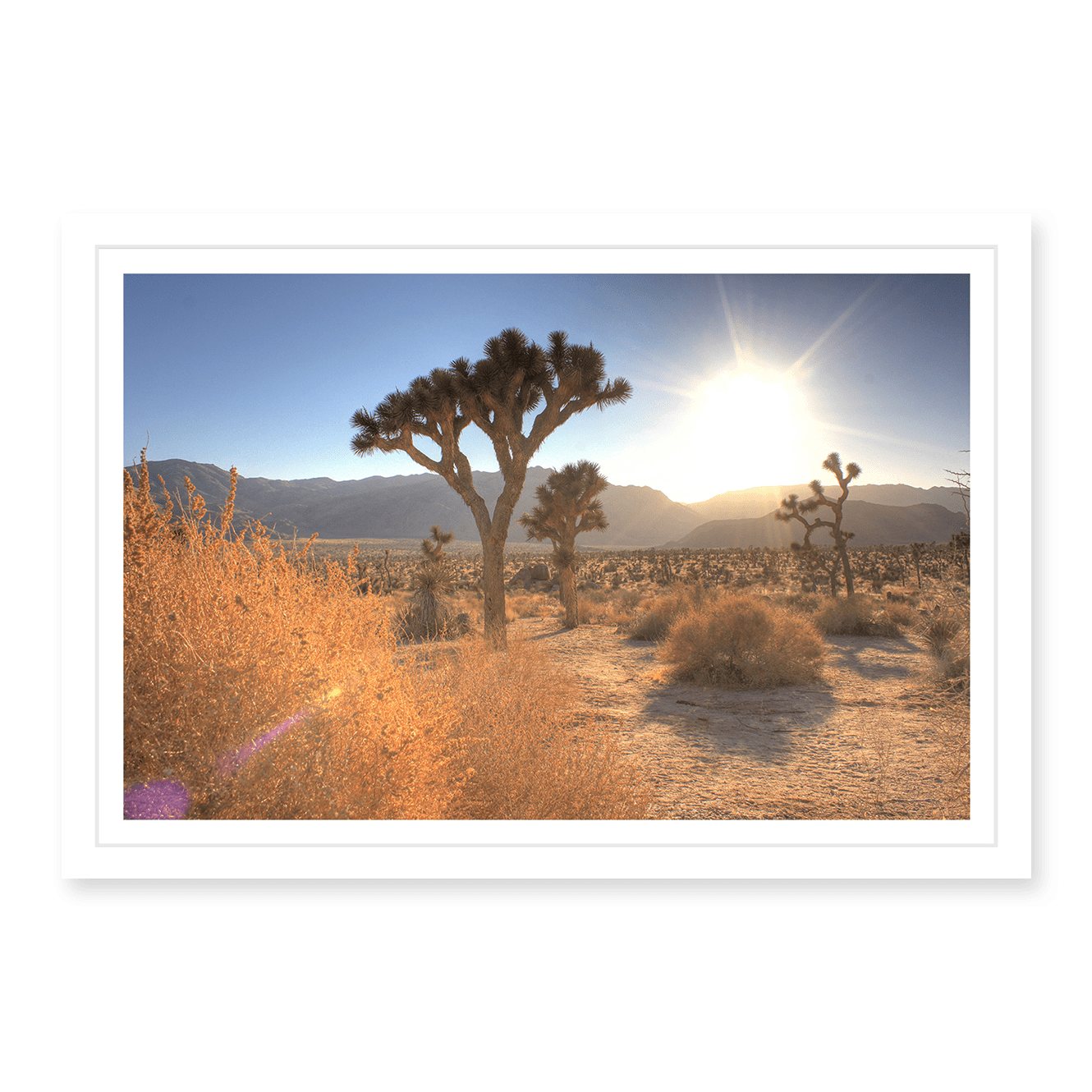 Joshua Tree Lense Flare