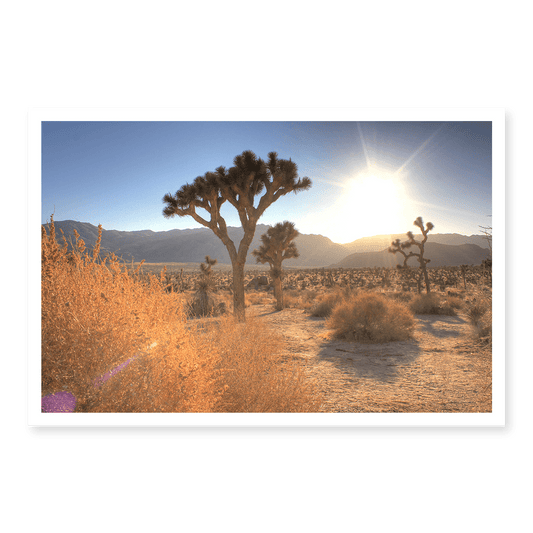 Joshua Tree Lense Flare