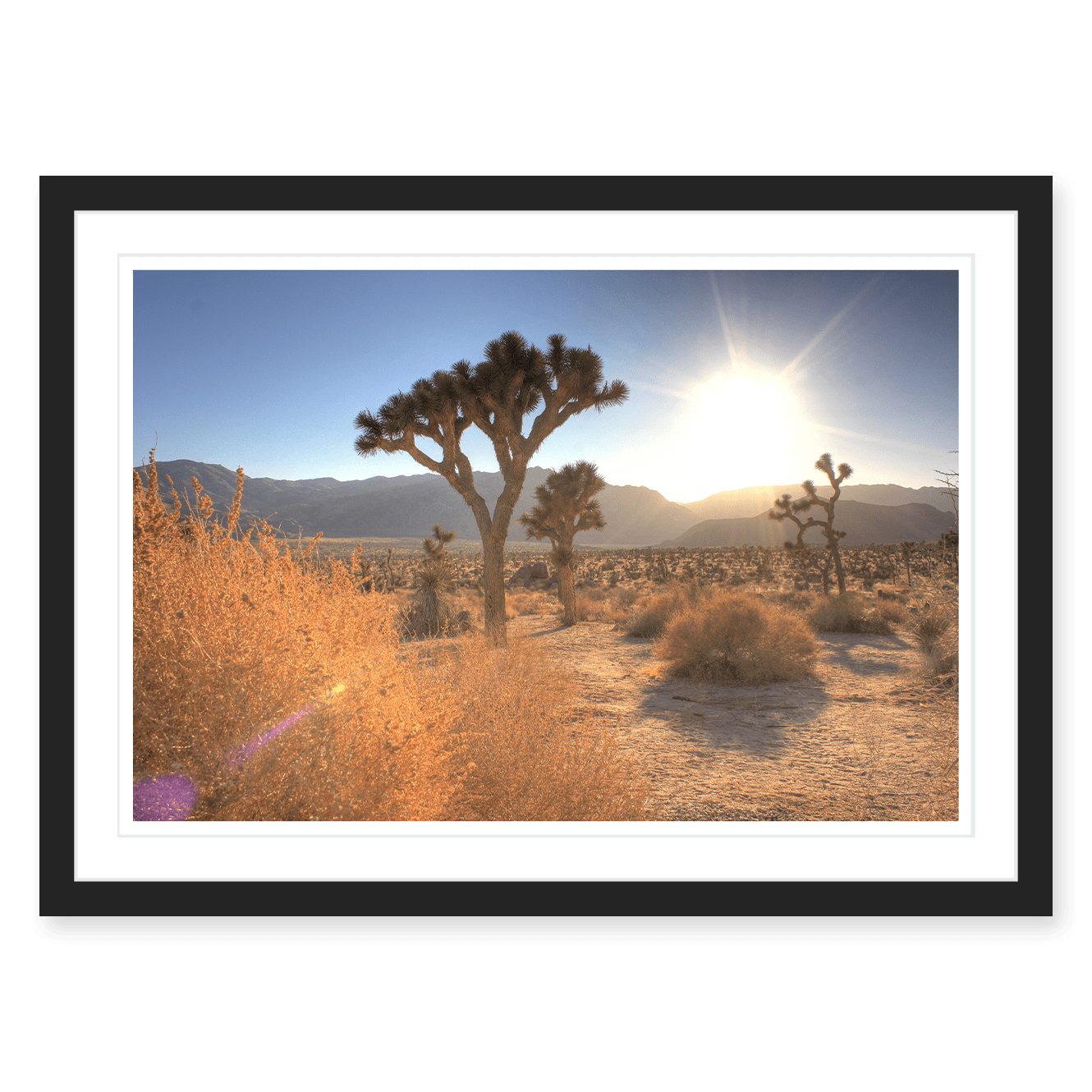 Joshua Tree Lense Flare