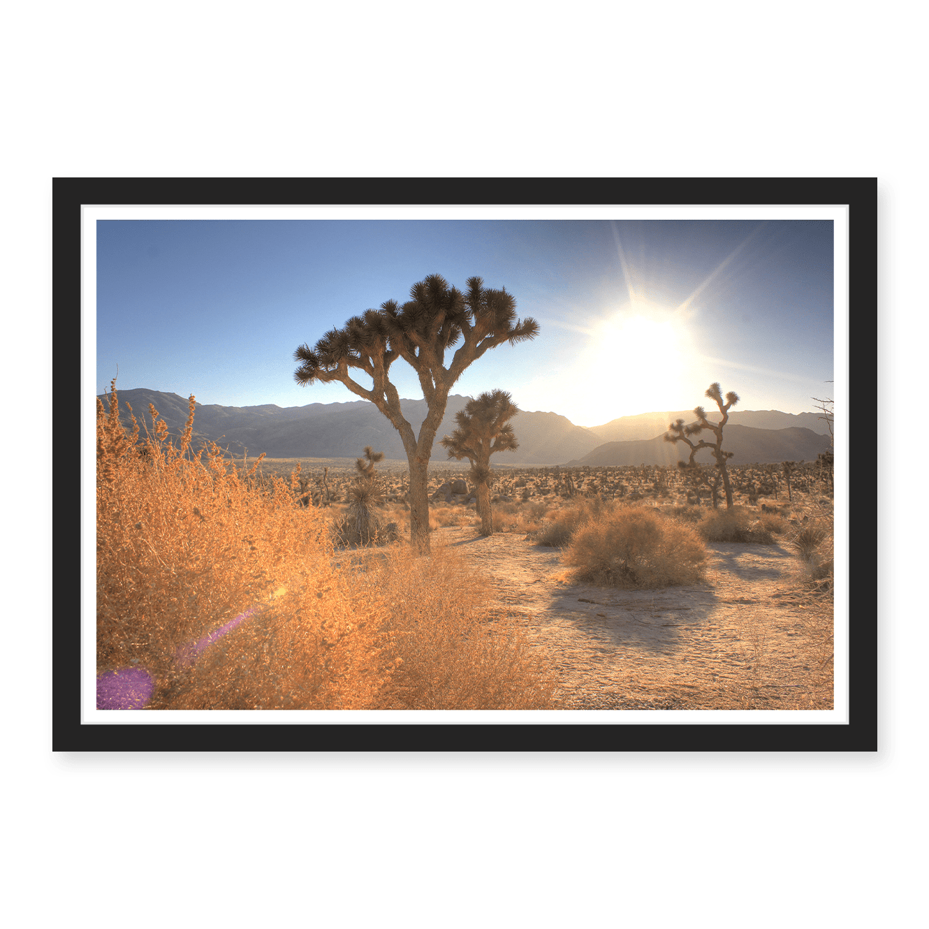 Joshua Tree Lense Flare