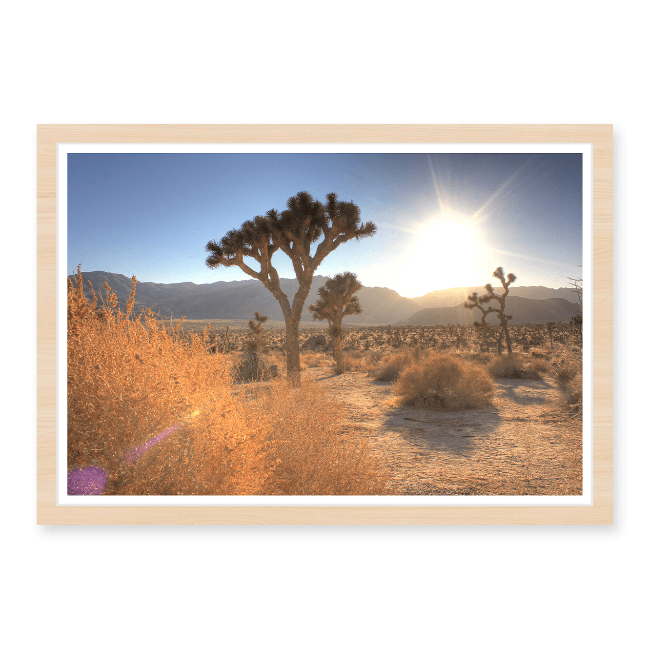 Joshua Tree Lense Flare