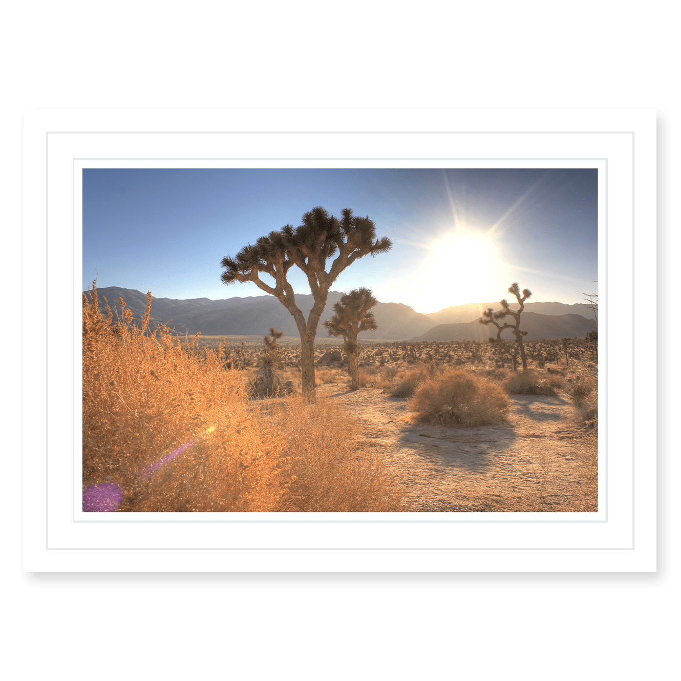 Joshua Tree Lense Flare