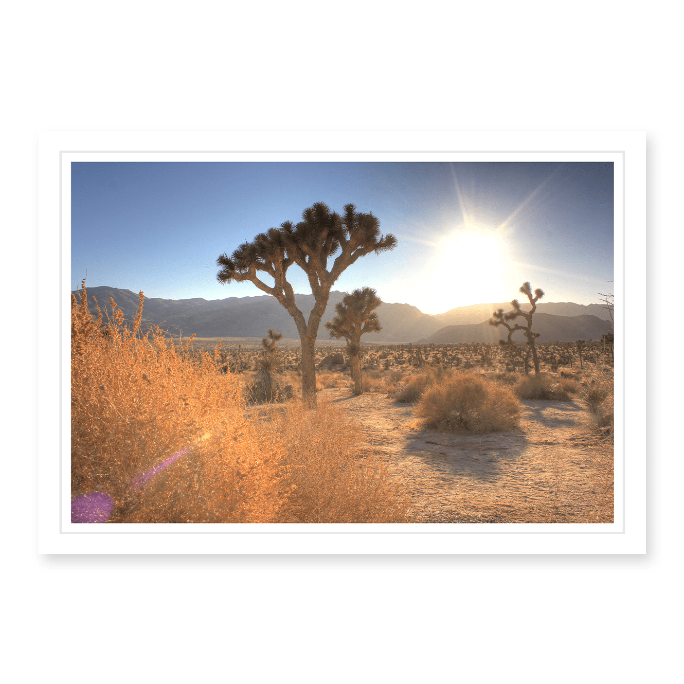 Joshua Tree Lense Flare