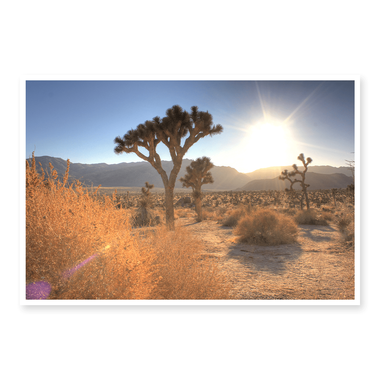 Joshua Tree Lense Flare