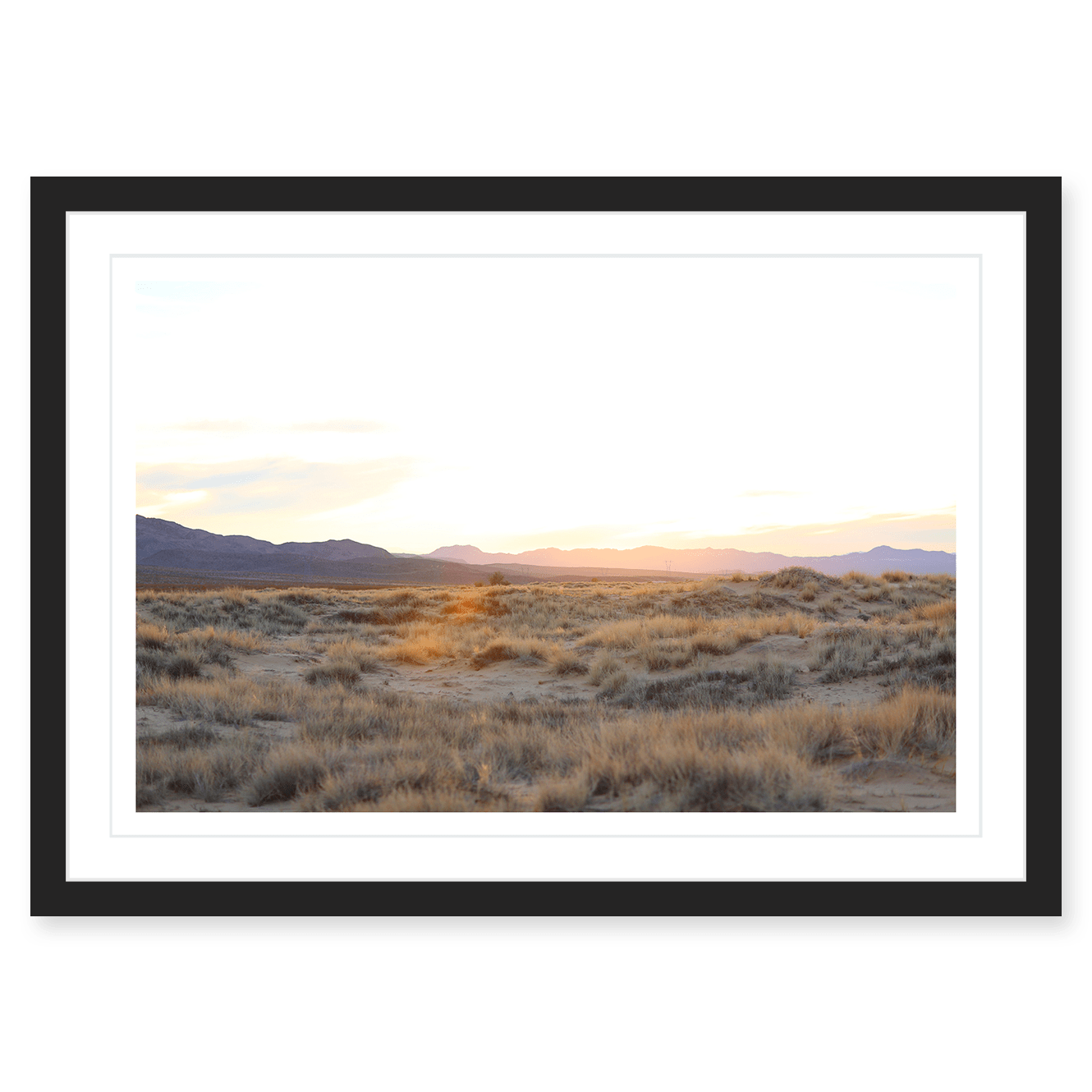 Mojave Grasses