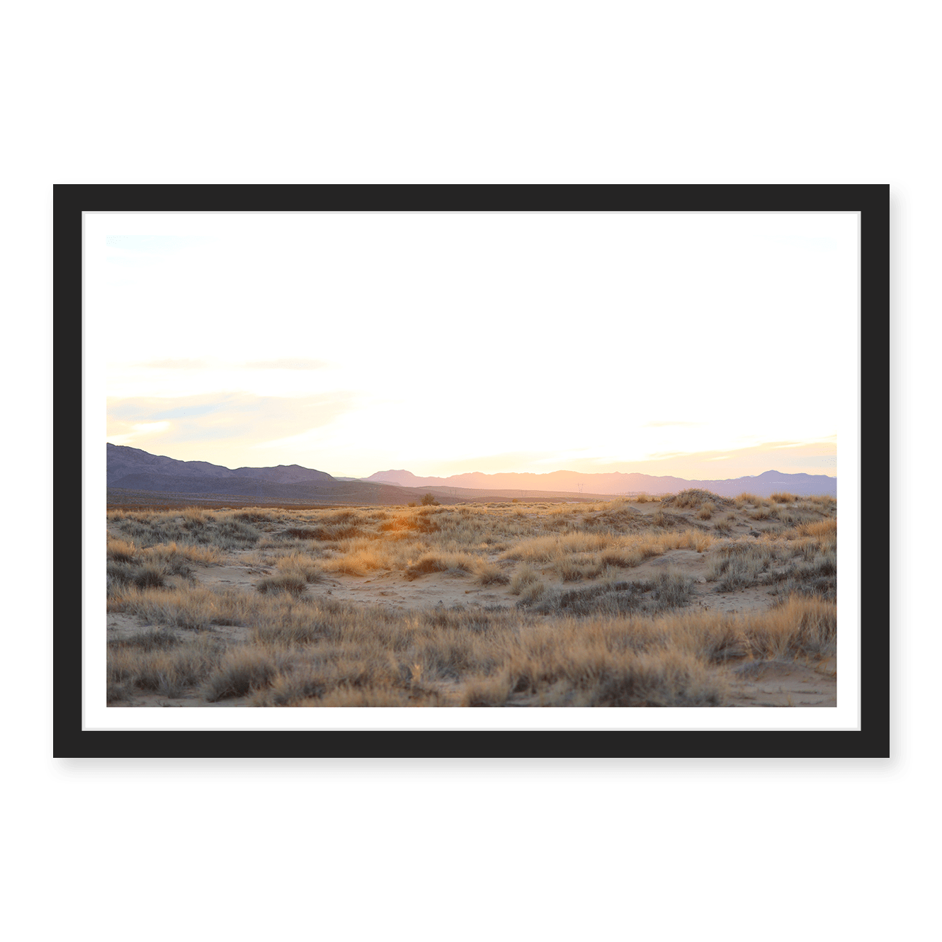 Mojave Grasses