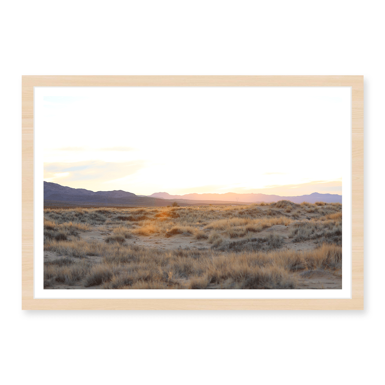 Mojave Grasses