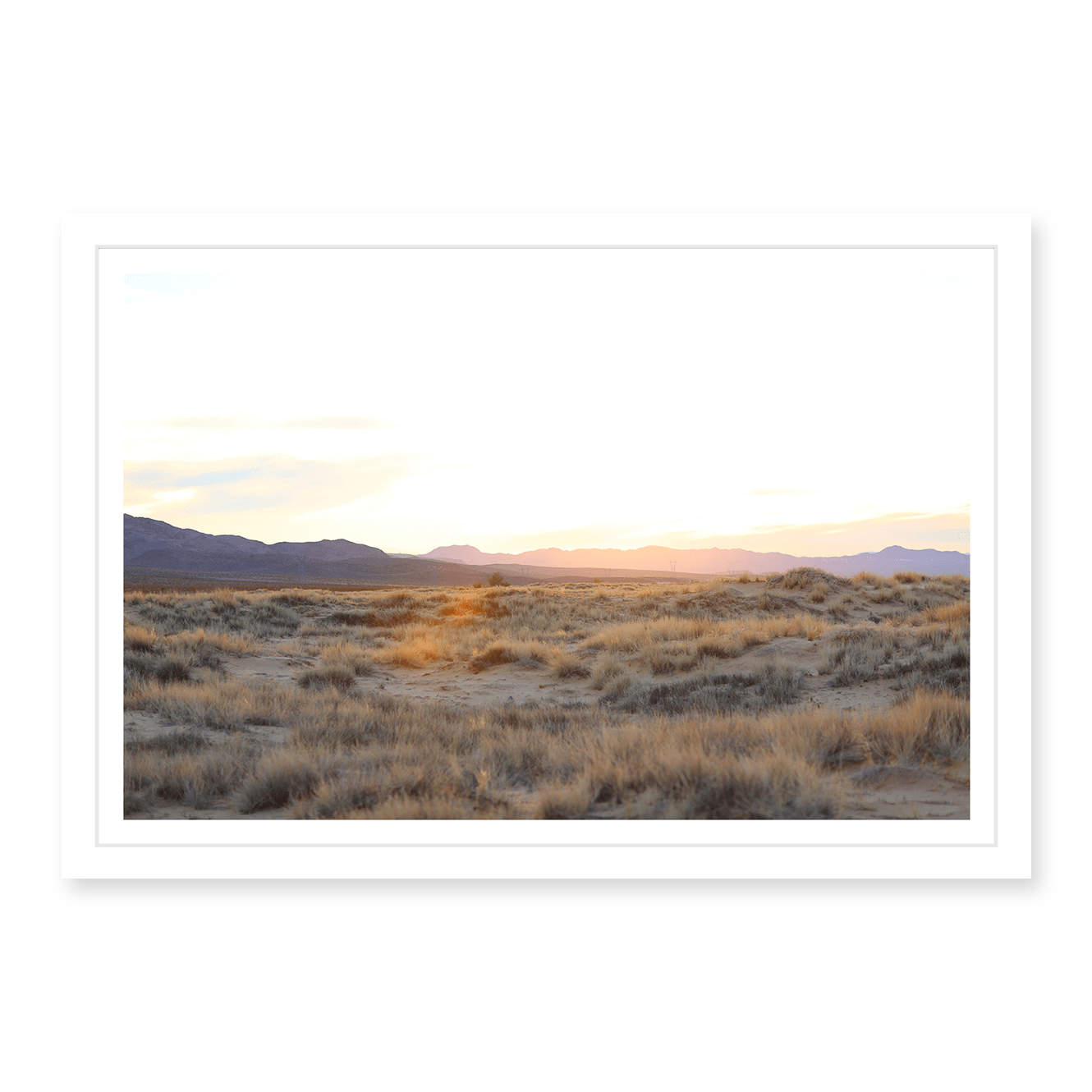 Mojave Grasses