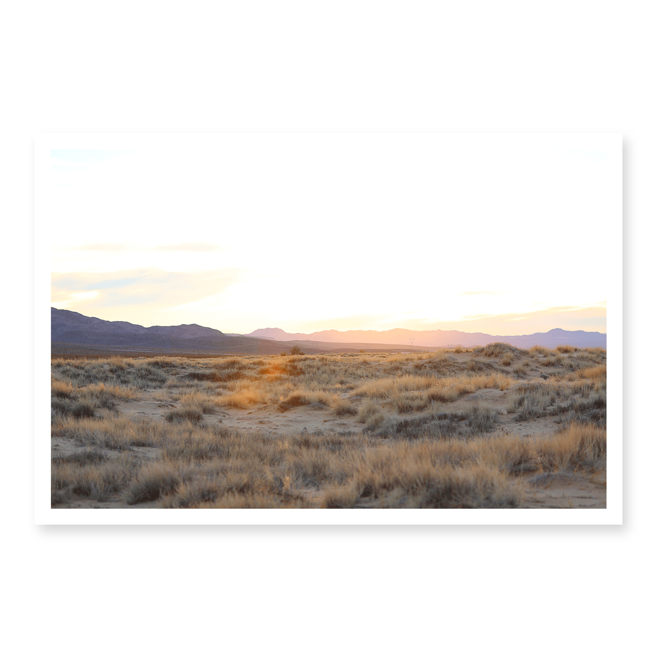 Mojave Grasses