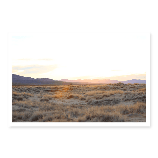 Mojave Grasses