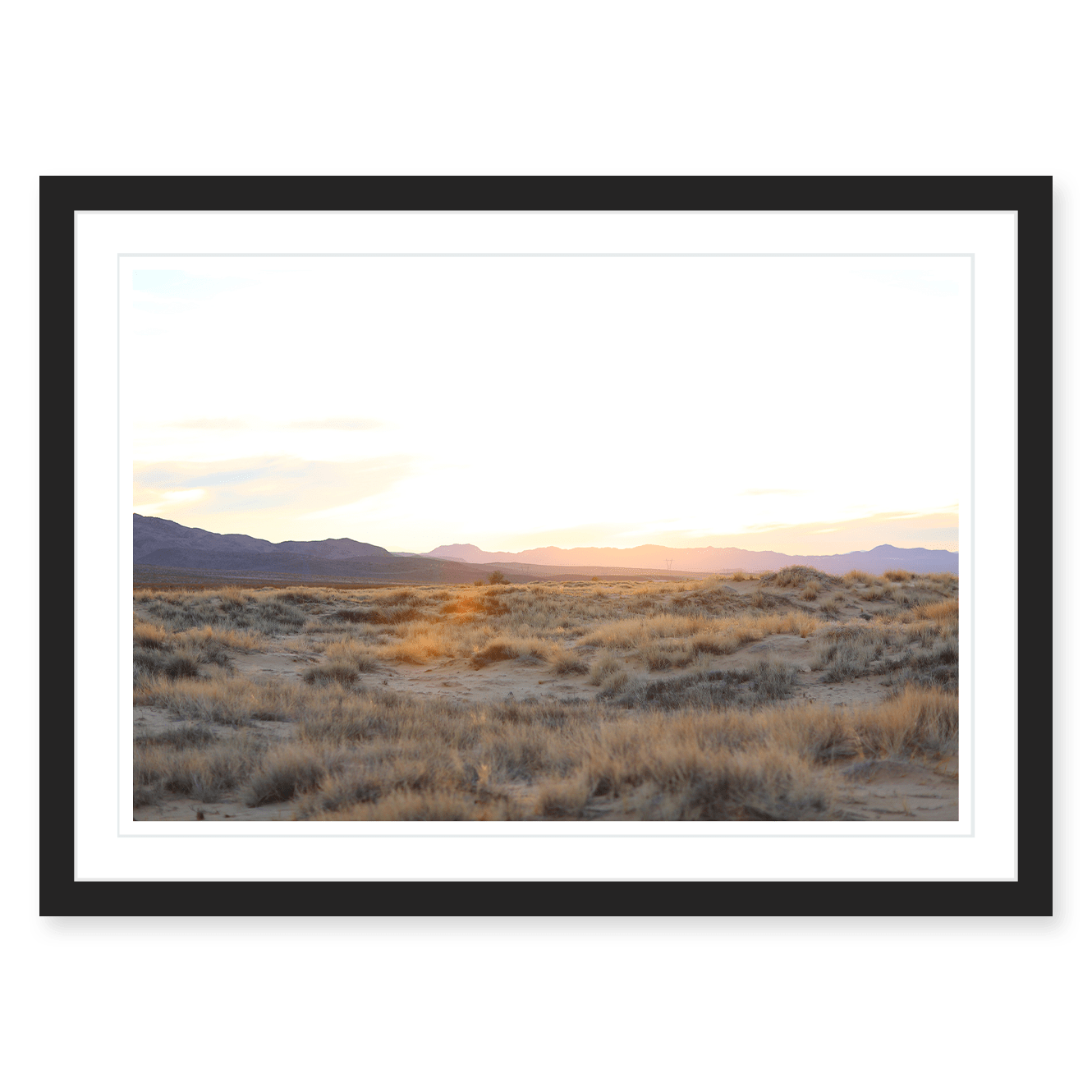 Mojave Grasses