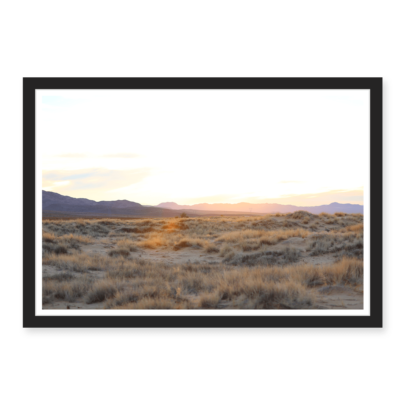 Mojave Grasses