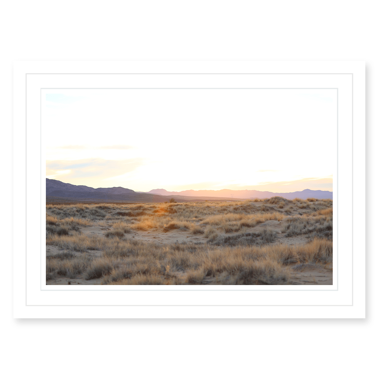 Mojave Grasses