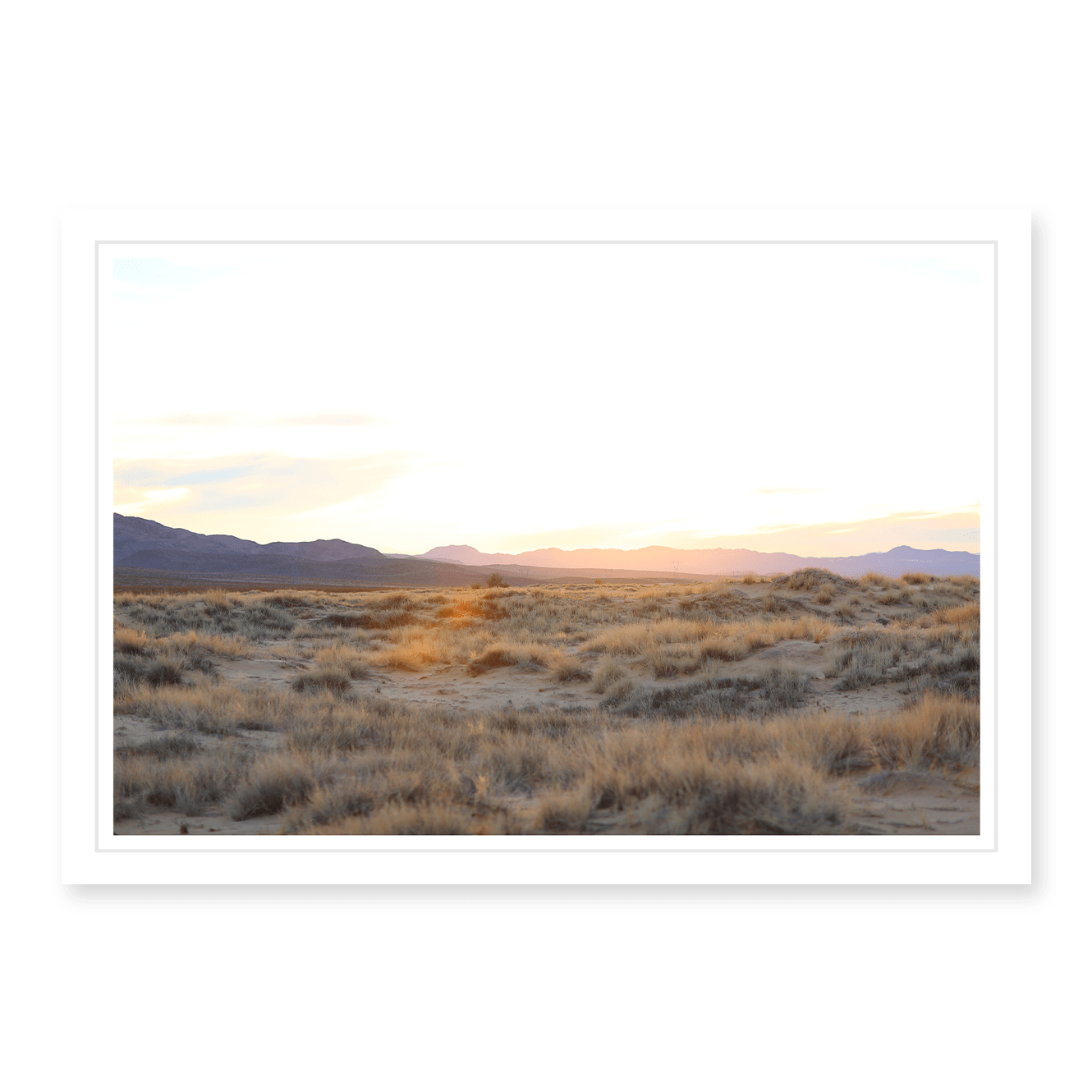 Mojave Grasses