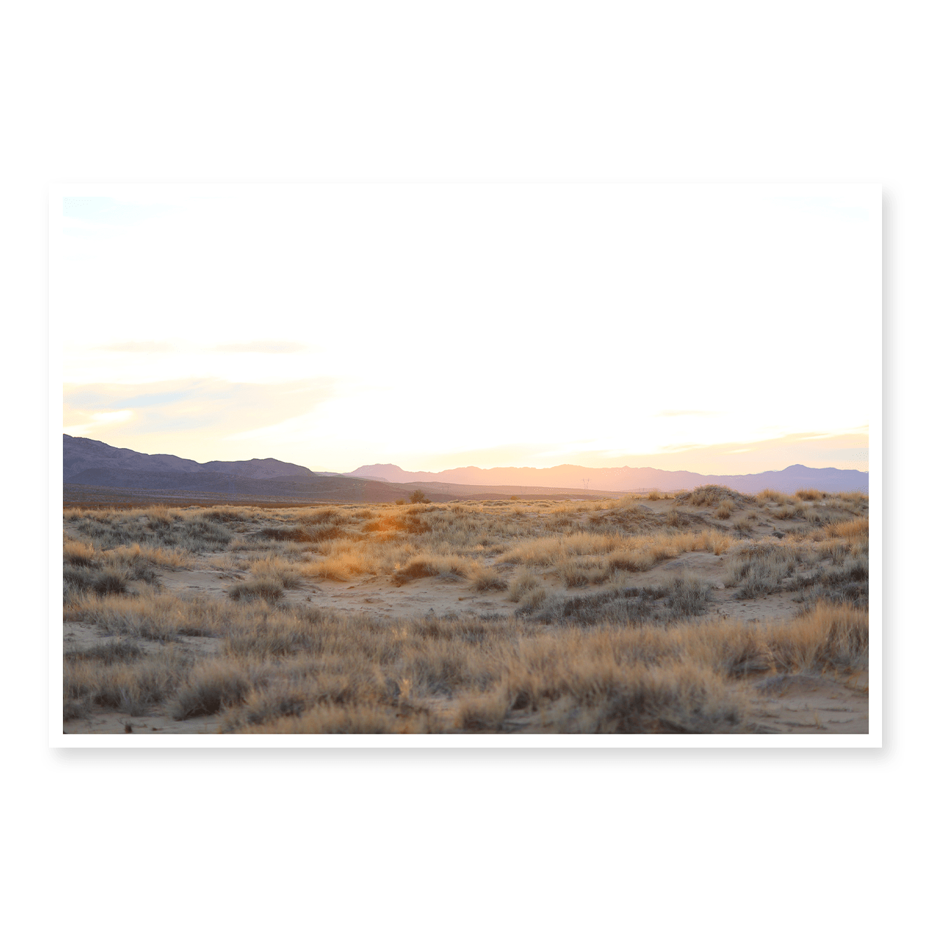 Mojave Grasses